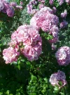 Rosen.webp