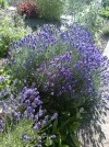 Lavendel.webp