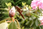 DSCF0010.webp