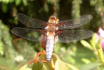 Libelle.webp