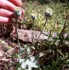 Papaver1.webp