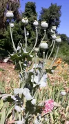 Papaver2.webp