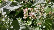 Biene_Brombeer.webp