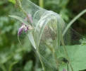 Spinnennetz auf Blume.webp