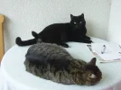 Daisy und Lucy_3.webp