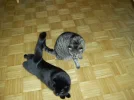 Daisy und Lucy_4.webp