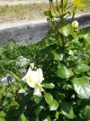 IMG_20190706_131159.webp