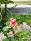 IMG_20190706_131152.webp