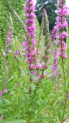 20190711_153959.webp
