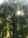 C2030E41-2ACD-4E4F-81F3-605E834ECF9C.webp