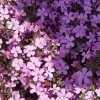 Garten 2019 bis 7.6.2019 1558.webp