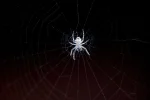 spider-2324074_960_720.webp