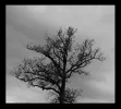 Tree.webp