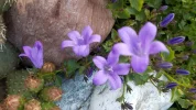 Garten 2019 bis 7.6.2019 1459.webp