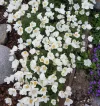 Garten 2019 bis 7.6.2019 1314.webp