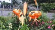 20190729_092458.webp