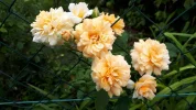 20190730_120339.webp