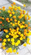 Garten 2019 bis 7.6.2019 182.webp