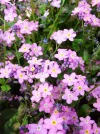 IMG_20170517_115556.webp