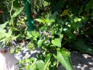 20190808_105018.webp