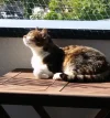 Pez_sonnt sich_1.webp