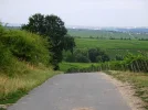 rheingau (100).webp