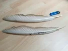 Südlicher Hornrabe.webp