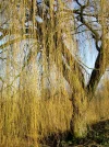 weidenbaum.webp