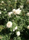 IMG_20190817_143849.webp
