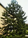 P8180609 (2).webp