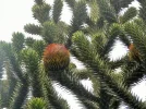 P8180610 (2).webp