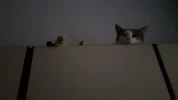 20190820_060315.webp