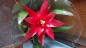 Garten 2019 bis 7.6.2019 1436.webp