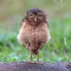 funny-wet-owls9.webp