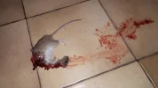 20190822_072002.webp
