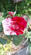 20190828_105349.webp
