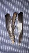20190830_062028.webp