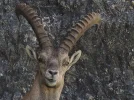 !! SSteinbock bild.webp