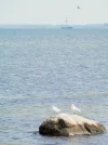 P9010810 (2).webp