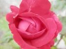P9040823 (2).webp