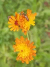 P9040838 (2).webp