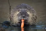 nutria-3153577_960_720.jpg