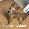 banbi.webp