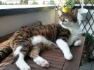 Pez_sonnt sich_3.webp