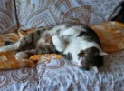 Pez_Bauchiputzen ist anstrengend.webp
