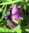 IMG_3226 (2).webp
