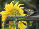 DSCN1296 (800x600).webp