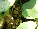 DSCN1312 (800x600).webp
