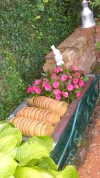 Garten 2019 bis 7.6.2019 002.webp