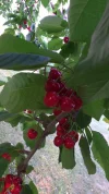 Garten 2019 bis 7.6.2019 143.webp